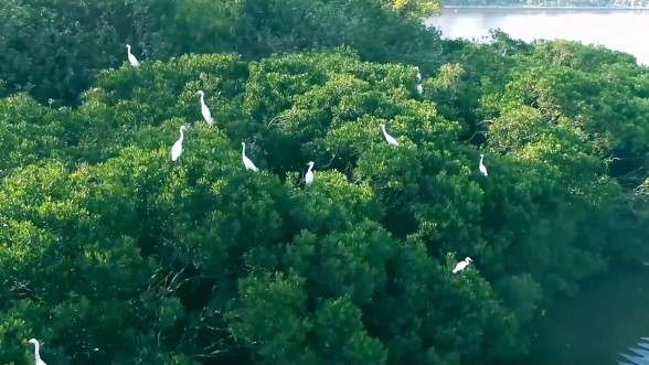 筼筜湖：廈門生態治理的典范
